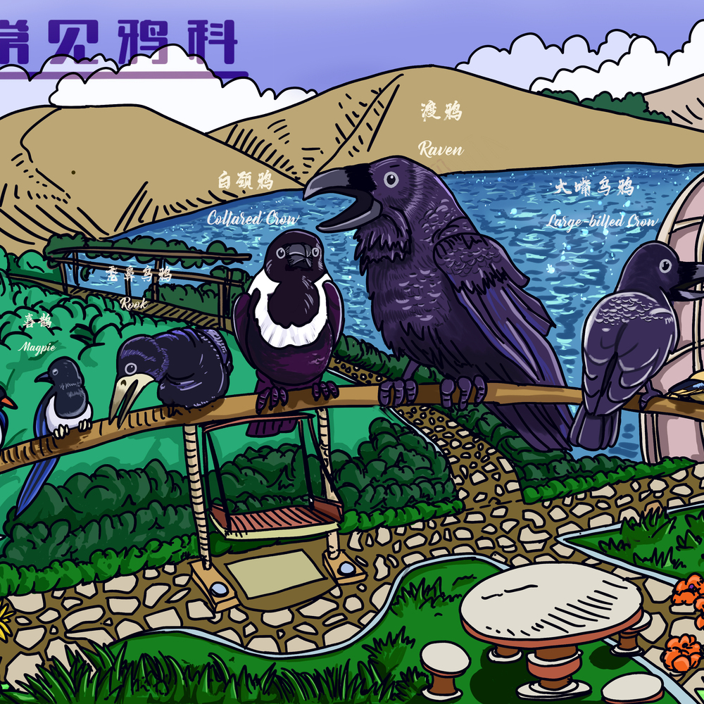 中国常见鸦科鸟类