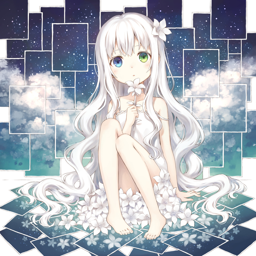 白色的花