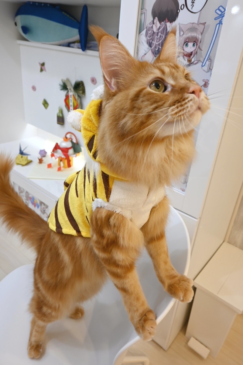 🐯黎明时分🐯