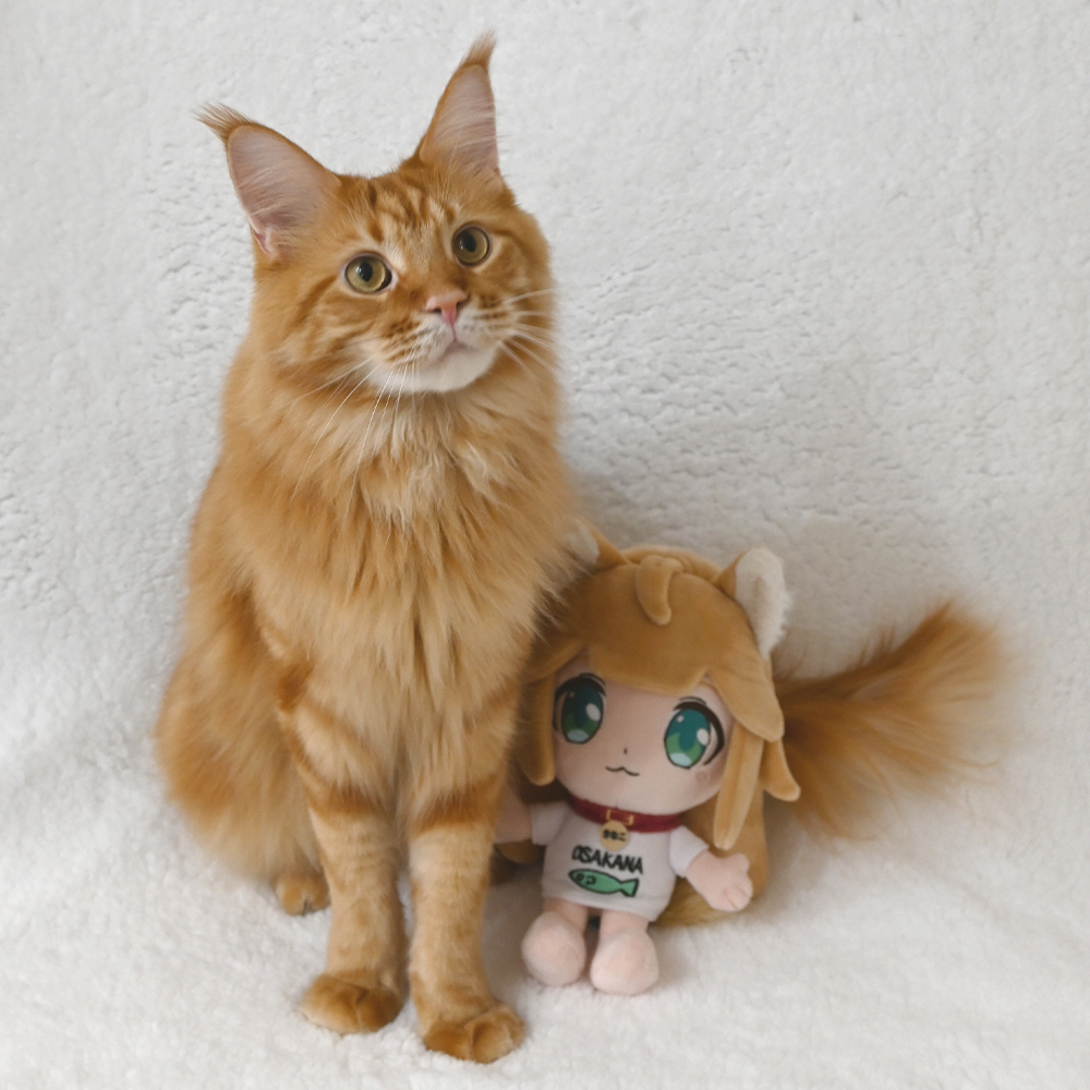 大布娃娃🐈