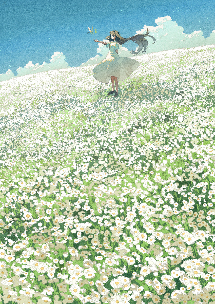 雏菊