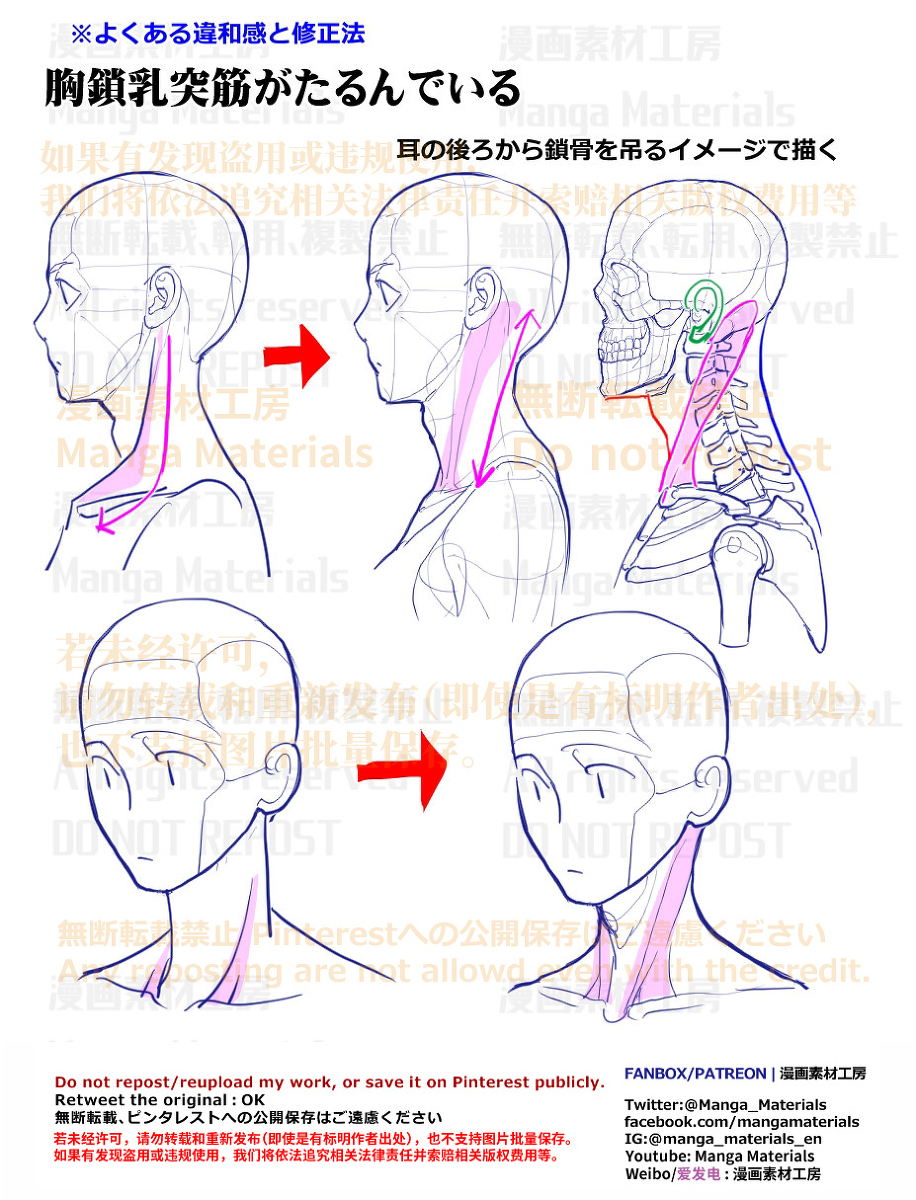 个人笔记: *锁*突肌