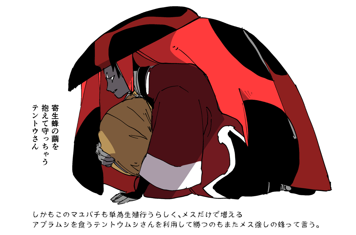 寄生蜂和瓢虫先生