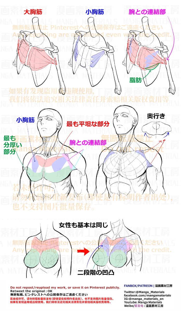 個人メモ：肩の基本構造