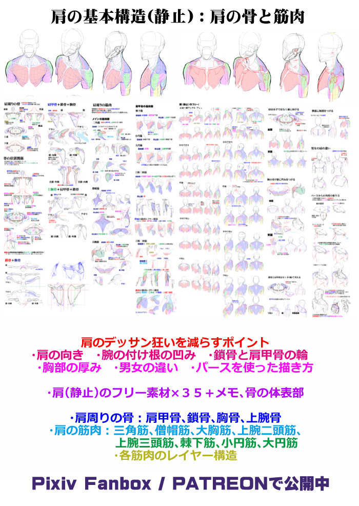 個人メモ：肩の基本構造