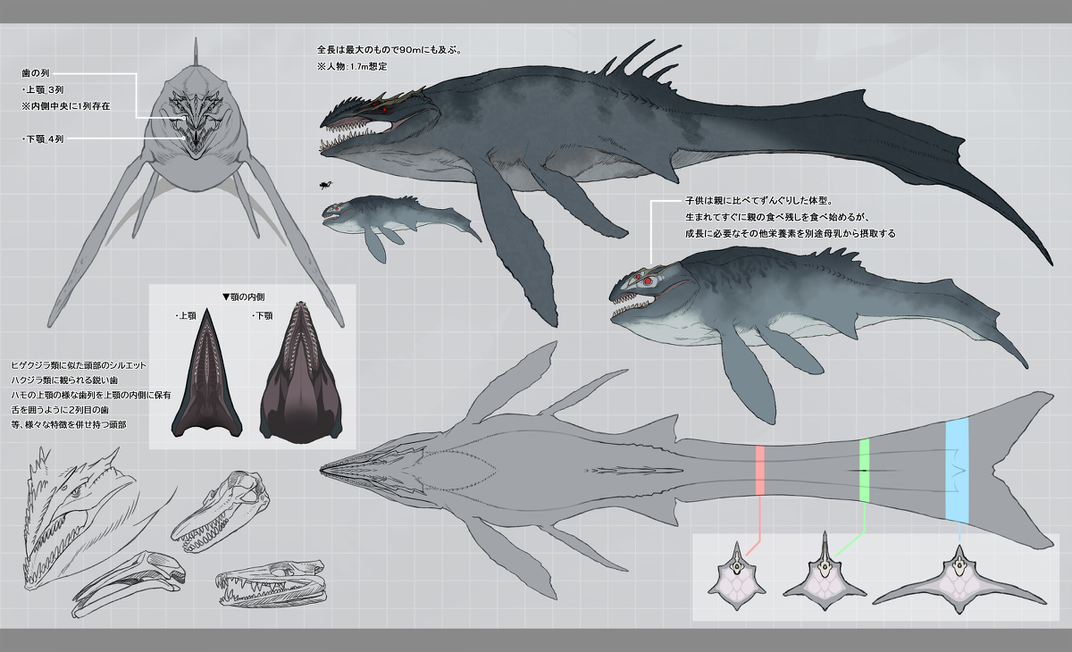 龙葵鲸详细资料