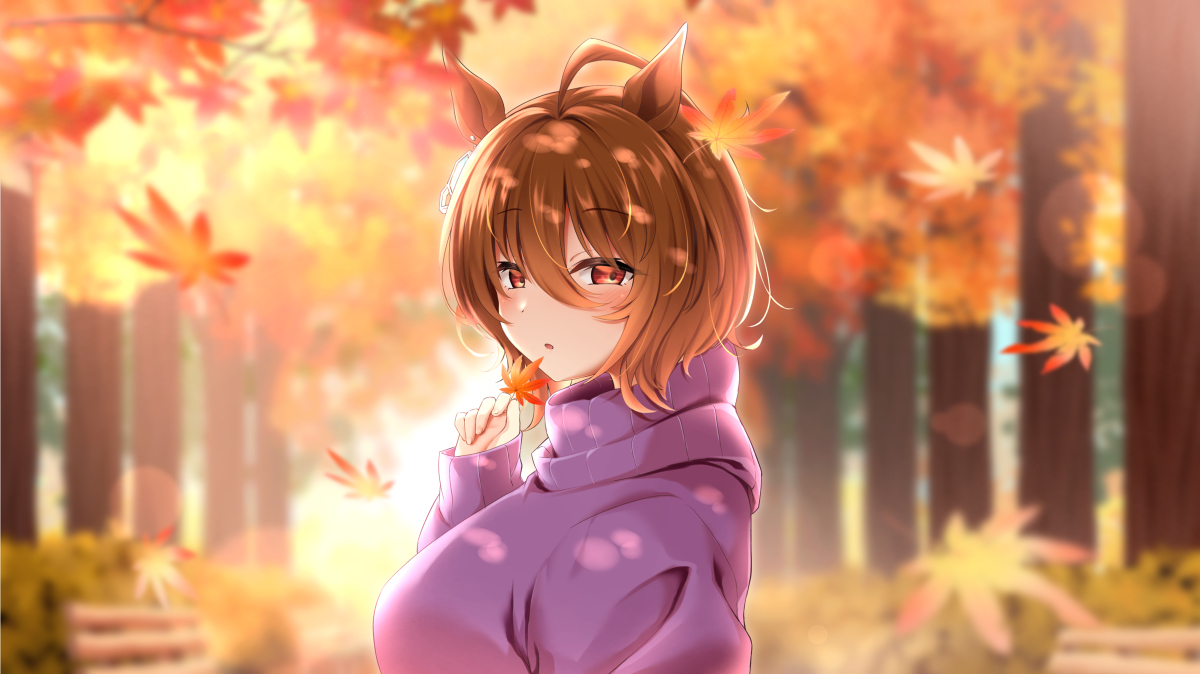 紫阳花总结