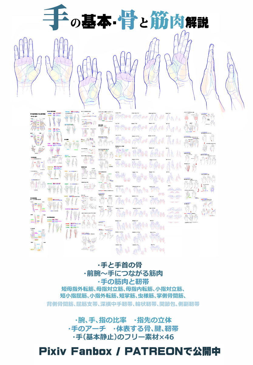 個人メモ：指の関節