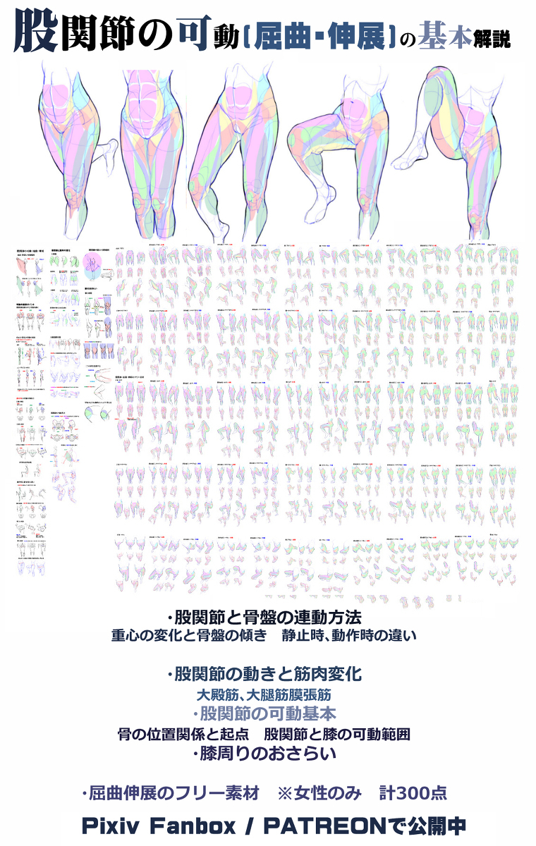 個人メモ：股関節と骨盤の動き