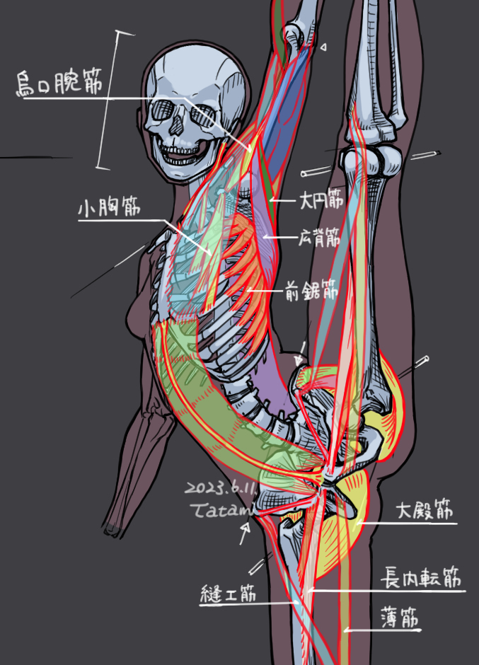 女性骨骼和肌肉练习