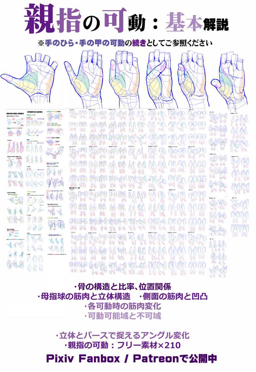 個人メモ：親指