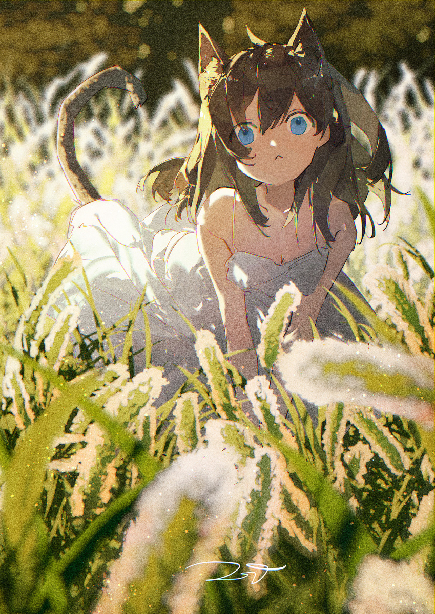 猫