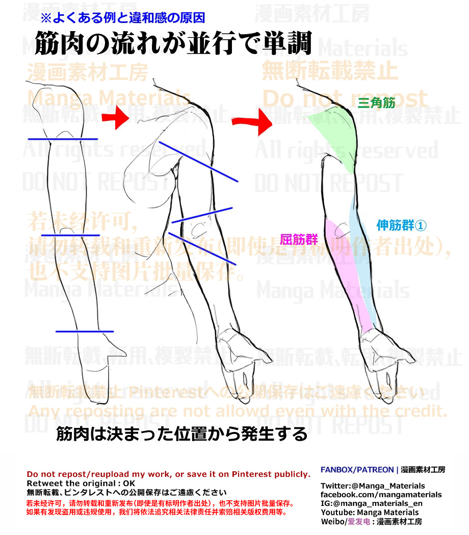 個人メモ：腕の筋肉の流れ