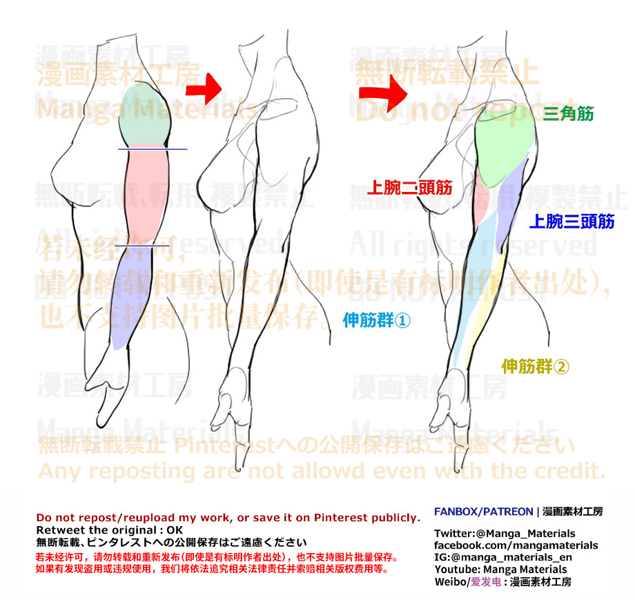 個人メモ：腕の筋肉の流れ