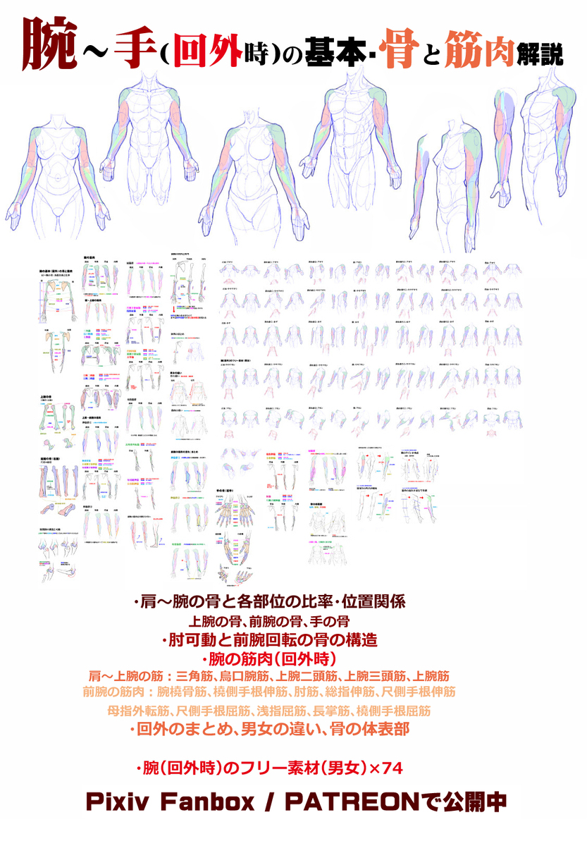 個人メモ：腕の筋肉の流れ