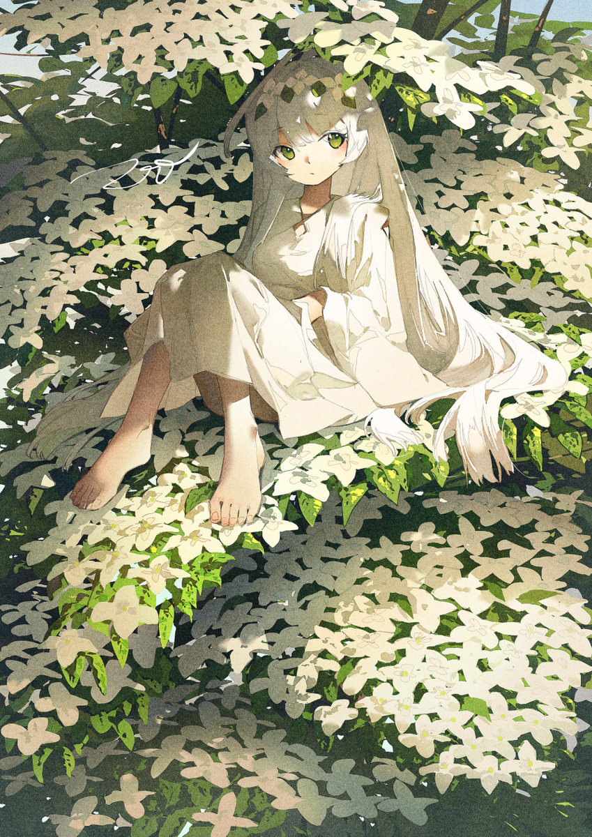 叫山毛榉