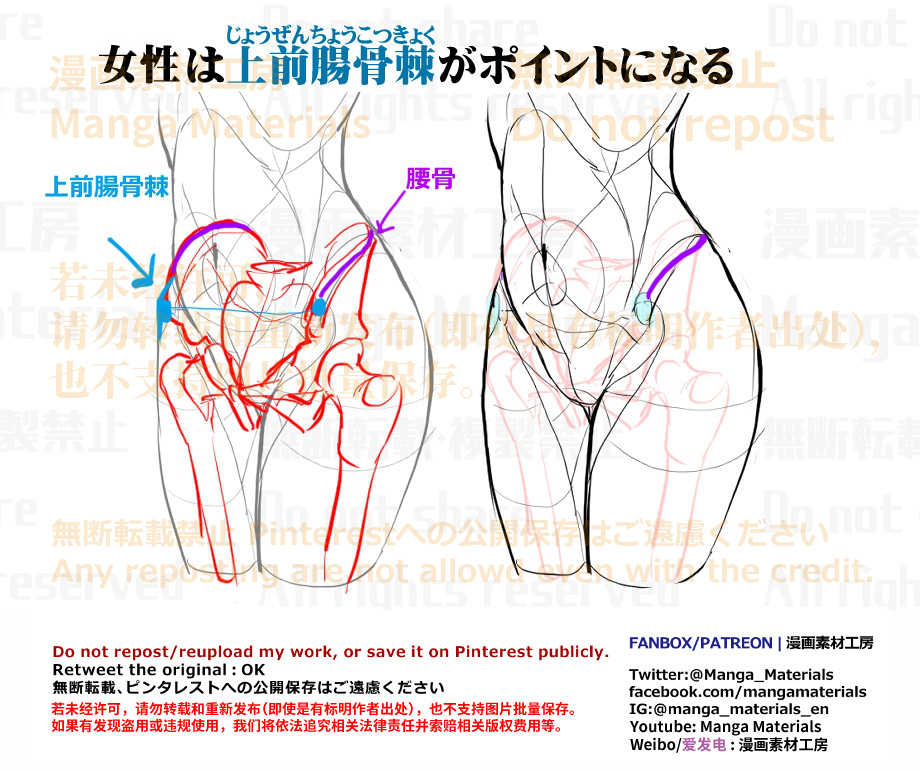 個人メモ：腰の骨格