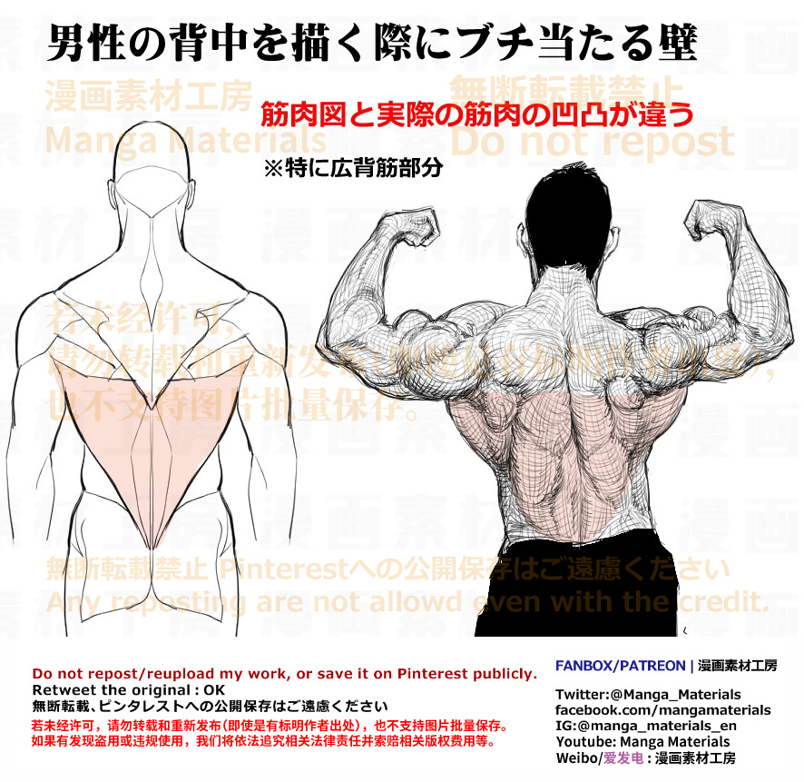 個人メモ：筋肉質な男性の背中・広背筋と深部筋