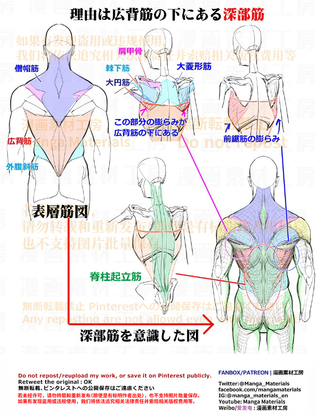 個人メモ：筋肉質な男性の背中・広背筋と深部筋