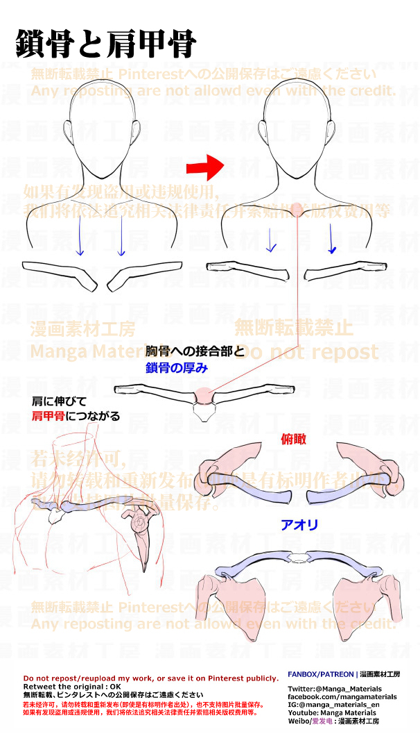 個人メモ：鎖骨と肩甲骨