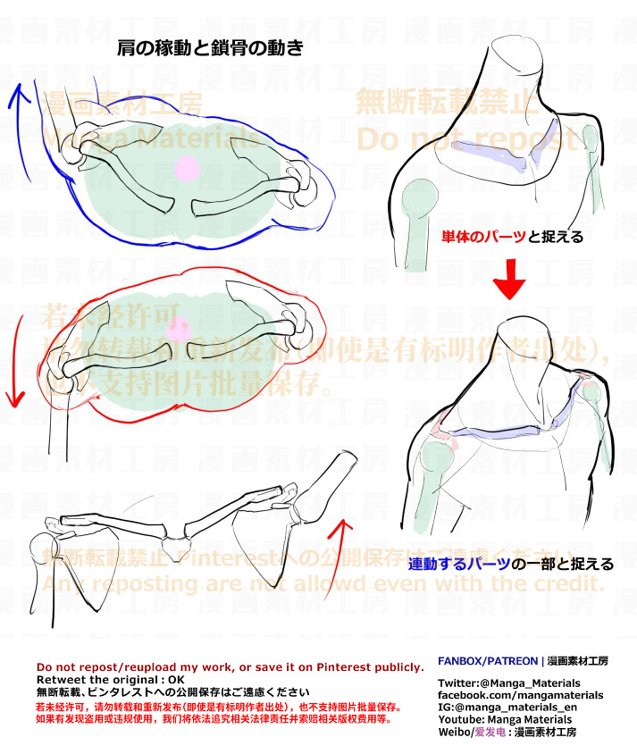 個人メモ：鎖骨と肩甲骨