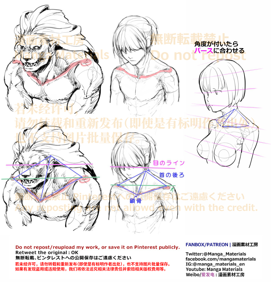個人メモ：鎖骨と肩甲骨