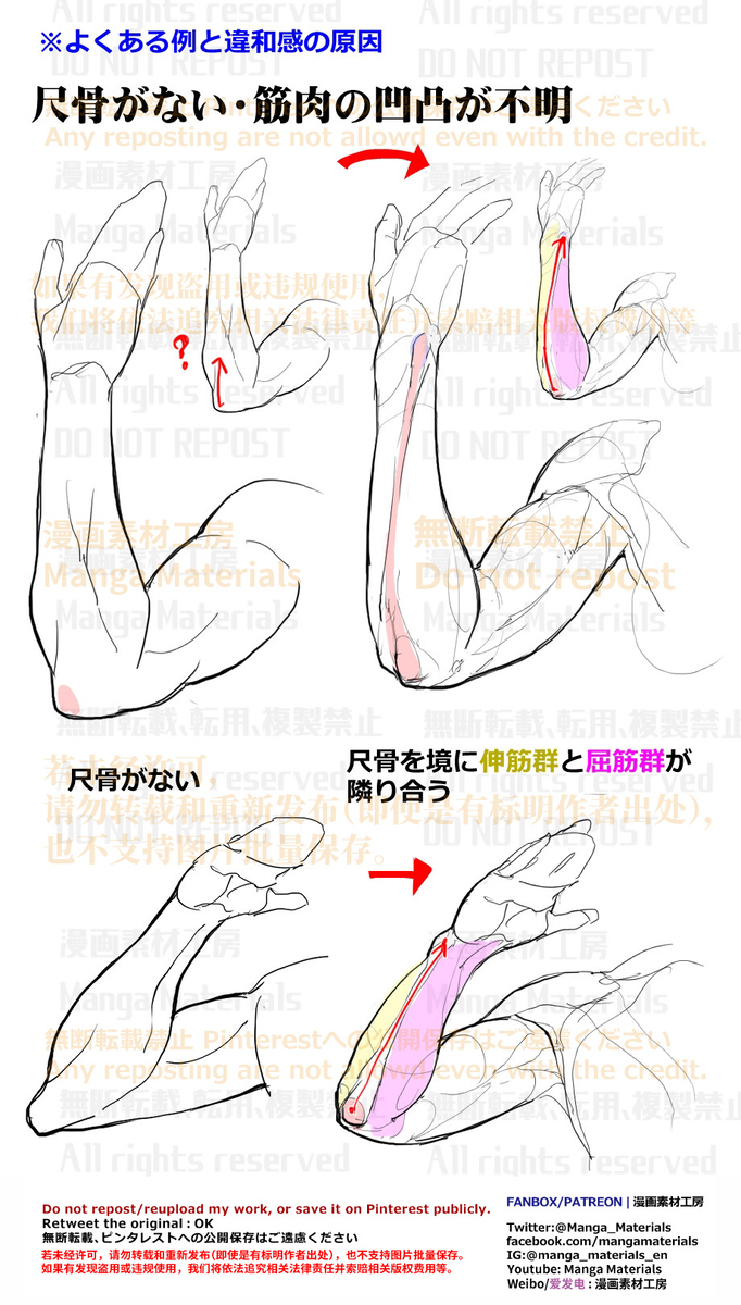 個人メモ：曲げた腕の筋肉と骨