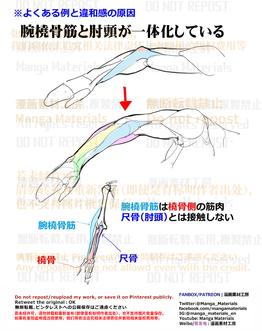 個人メモ：曲げた腕の筋肉と骨