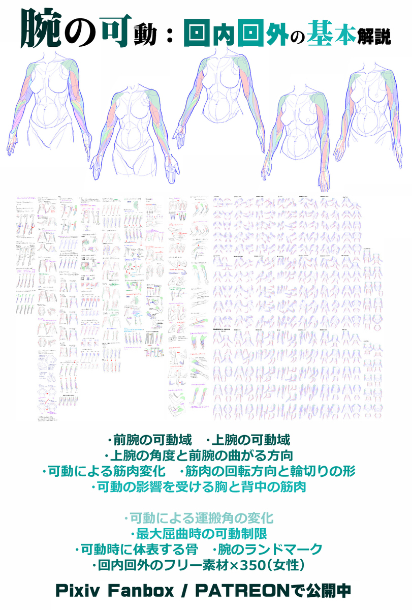 個人メモ：曲げた腕の筋肉と骨