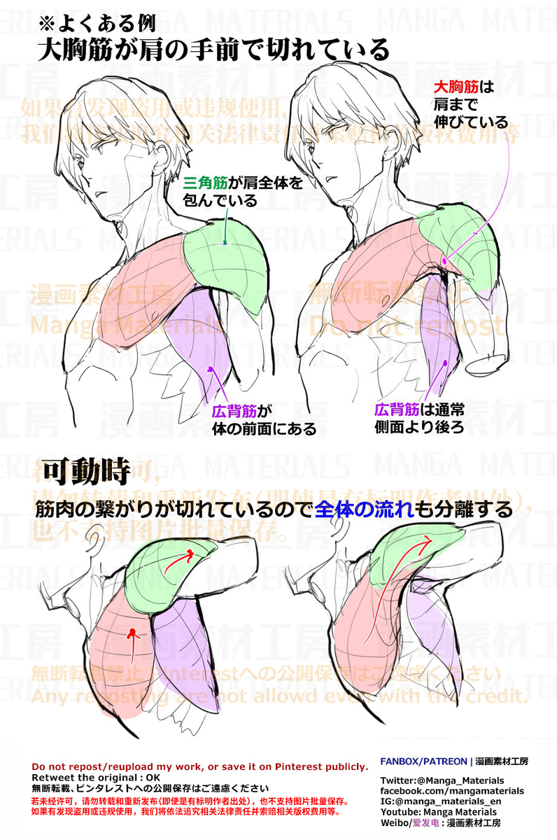 個人メモ：*肩周りの筋肉の繋がり