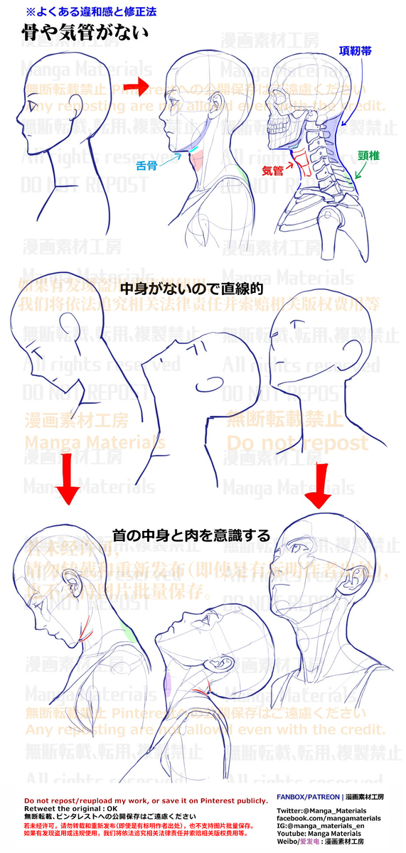 個人メモ：首の骨と気管の位置