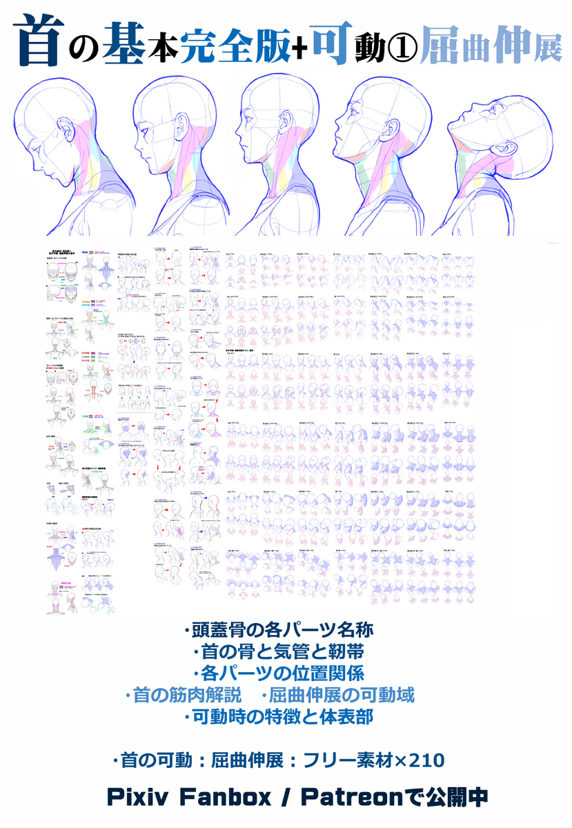 個人メモ：首の骨と気管の位置