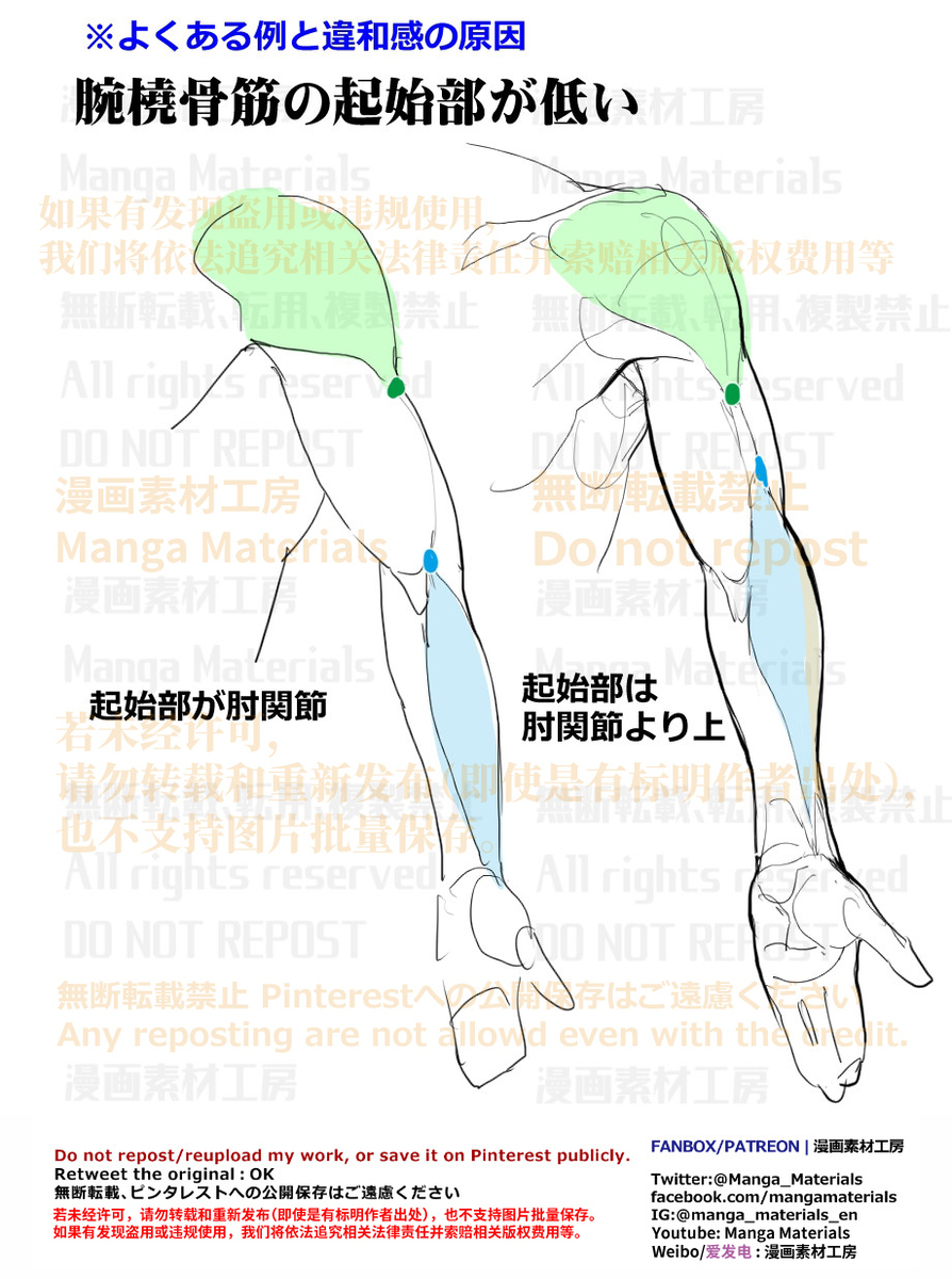 個人メモ：腕の筋肉構造