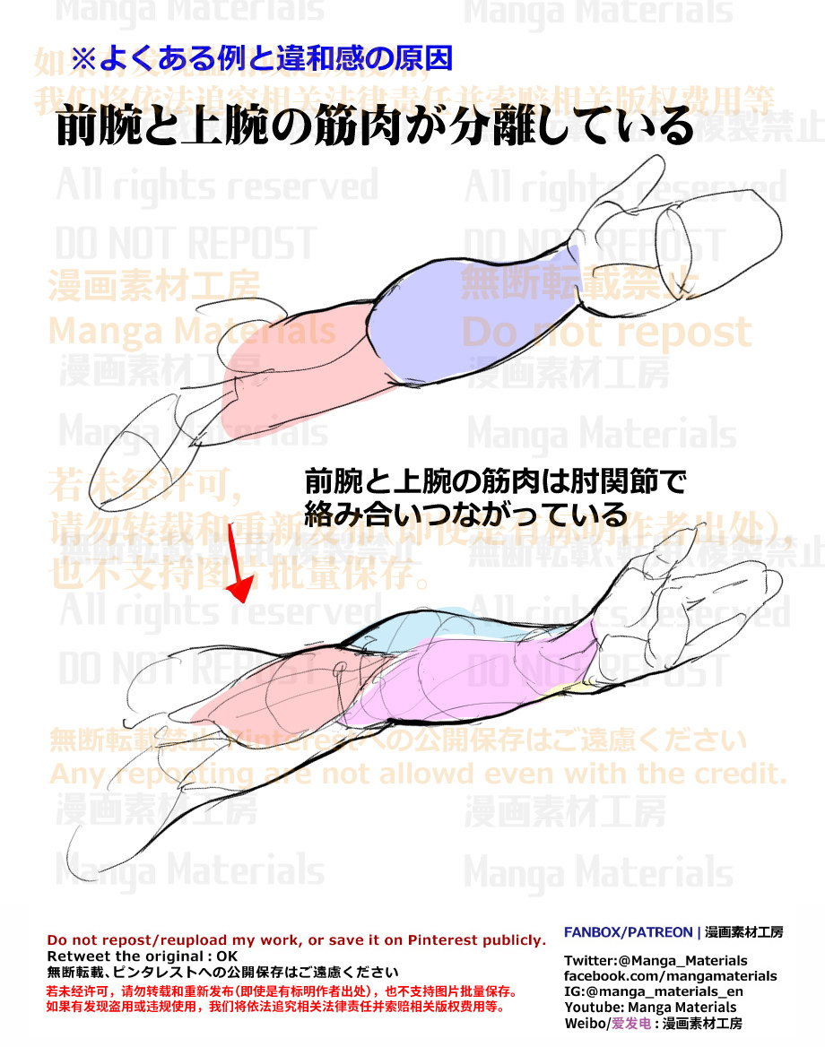 個人メモ：腕の筋肉構造