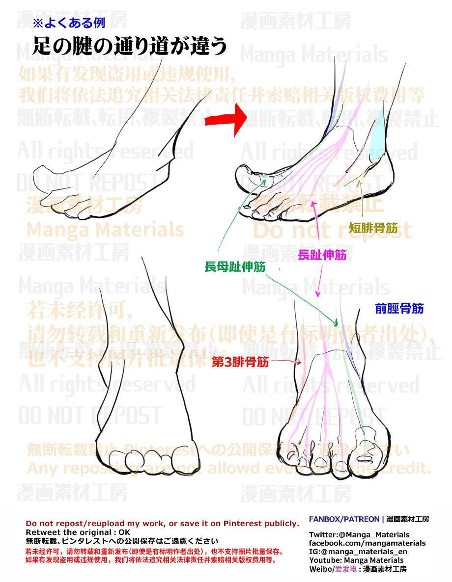 個人メモ：足の腱の通り道