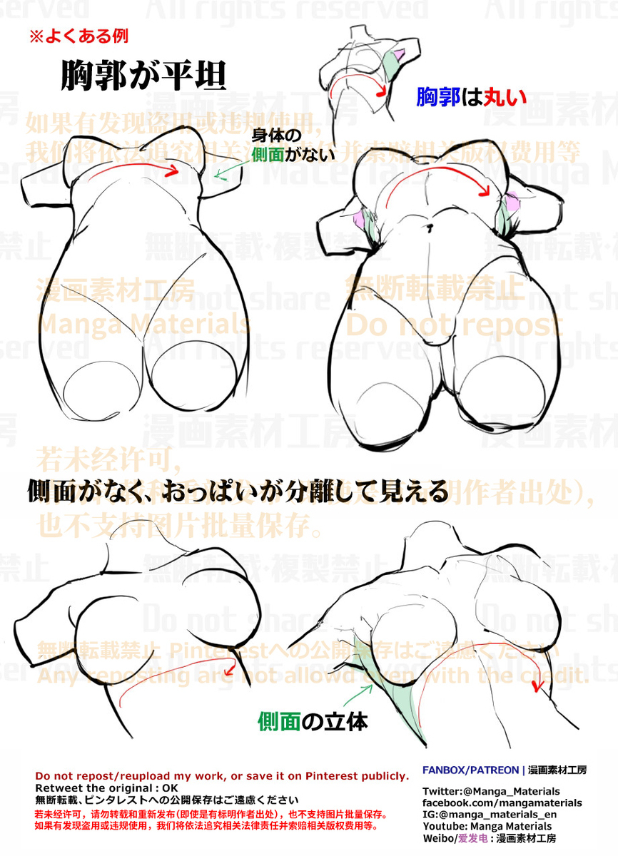 個人メモ：アオリの胴体・*部