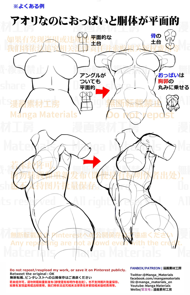 個人メモ：アオリの胴体・*部