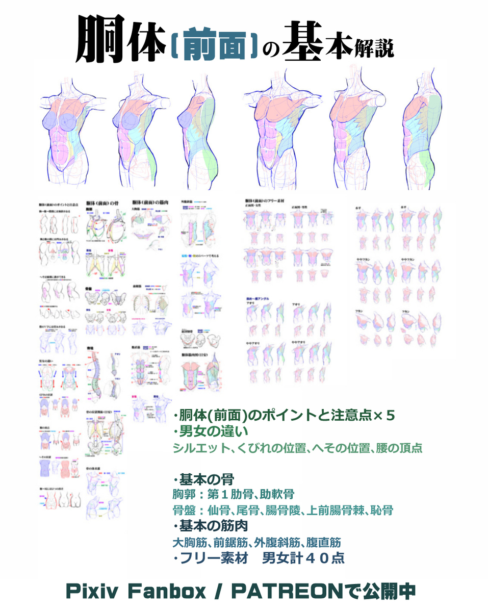 個人メモ：アオリの胴体・*部