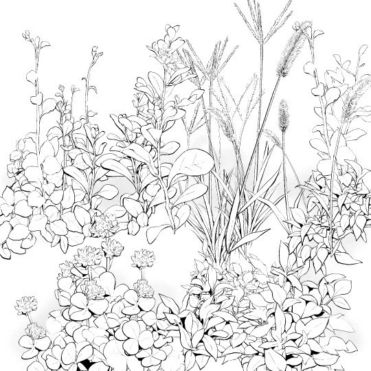 叶草 &middot; 白叶刷03