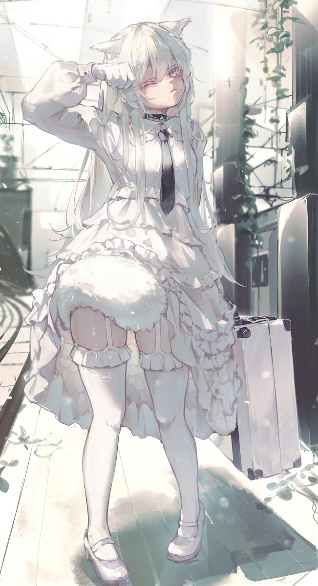 白猫