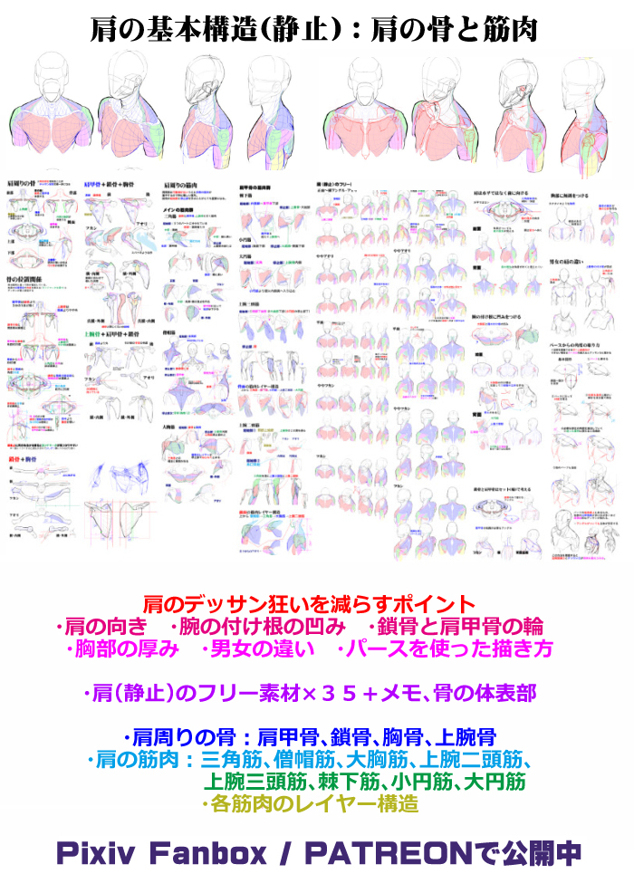 個人メモ：真横アングルの肩周り
