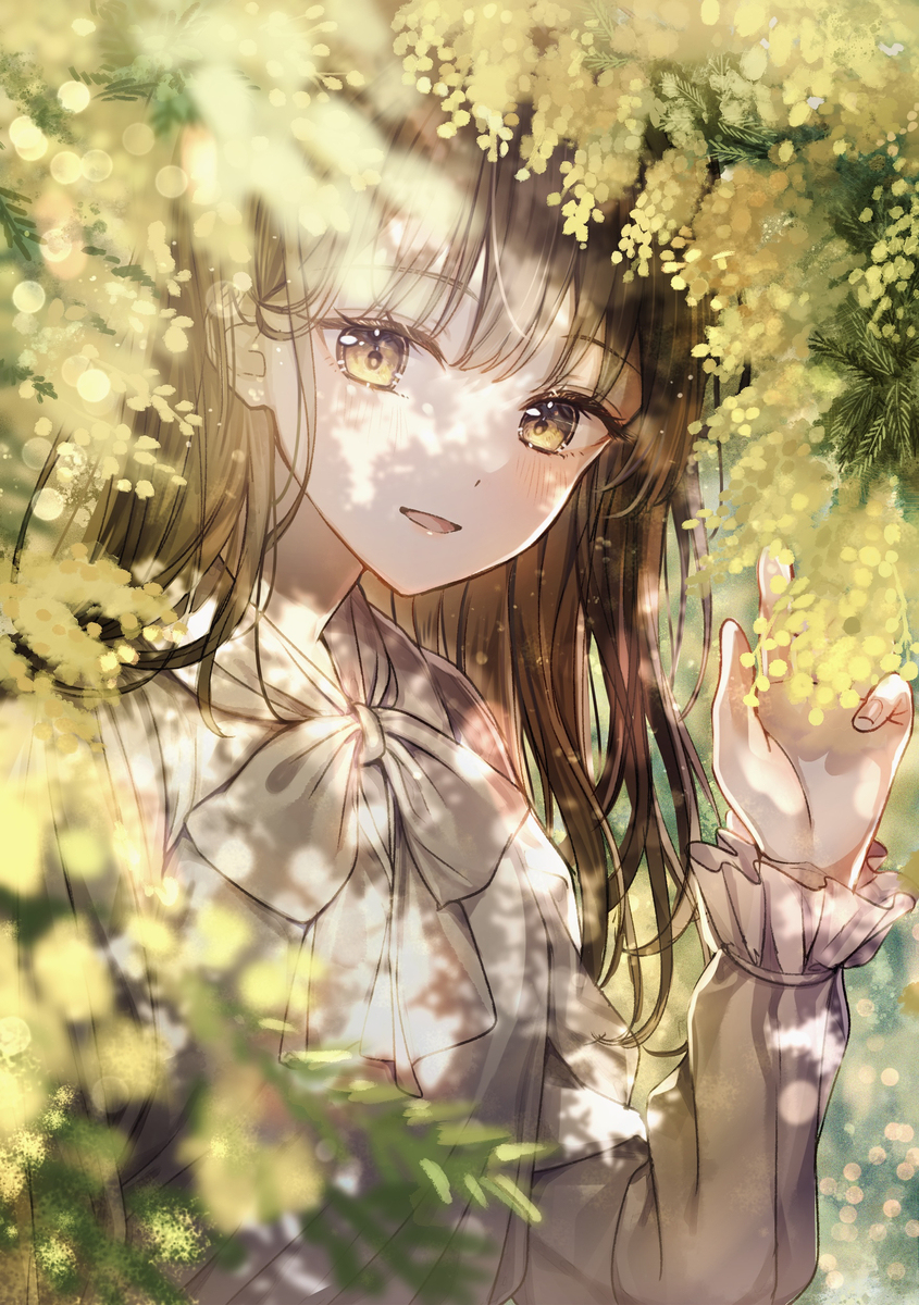 mimosa💛