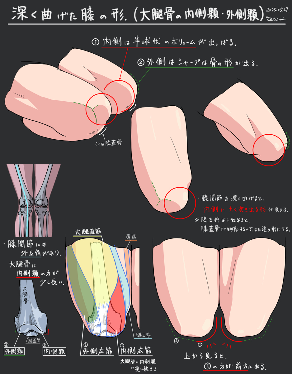曲げた膝の形スタディ
