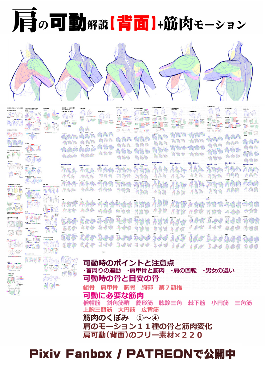 個人メモ：肩甲骨の動き