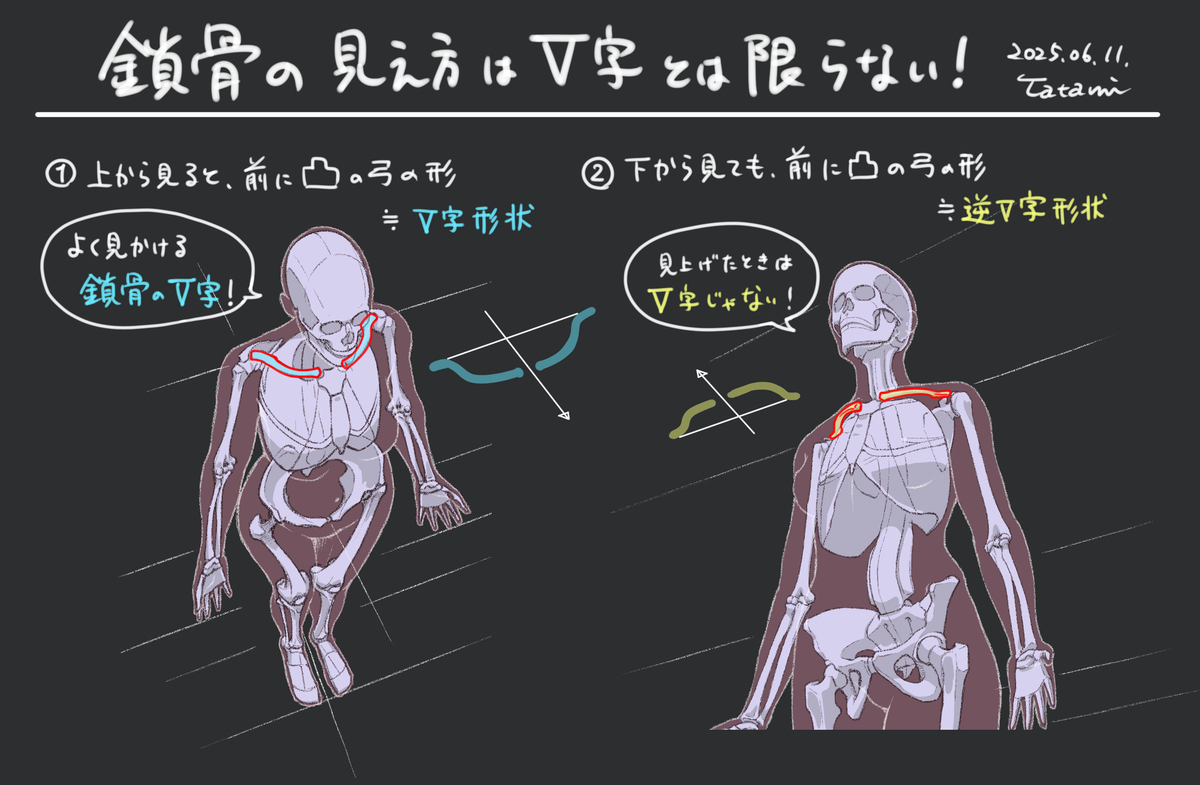 鎖骨　形と見え方