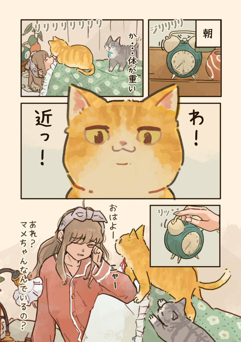 猫のいる朝🔅🐈