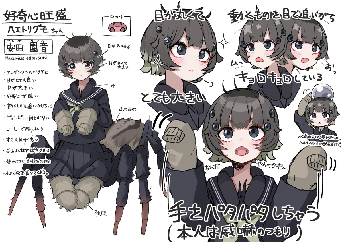 ハエトリグモちゃん