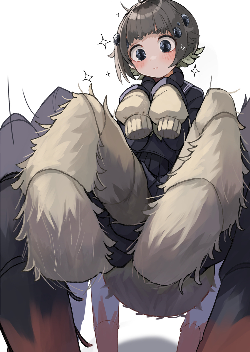 ハエトリグモちゃん