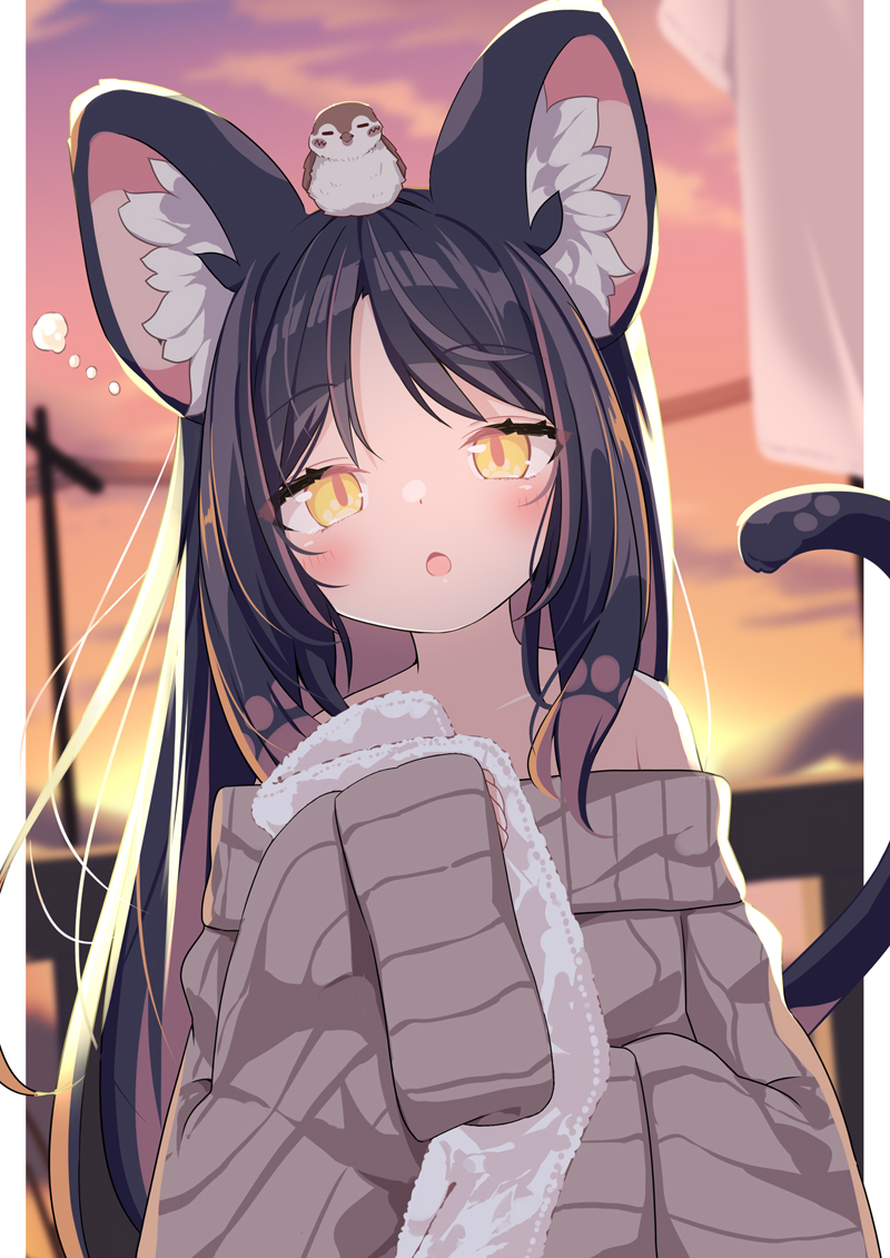 🐈🐾🌄