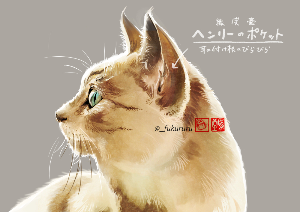 猫の「そんな名前だったのかわいいね」集